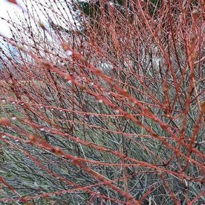 Meet your Posher, Christie